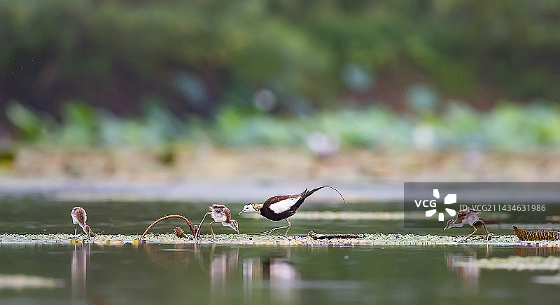 水雉和儿女们--觅食图片素材