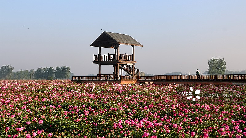 亳药花海图片素材