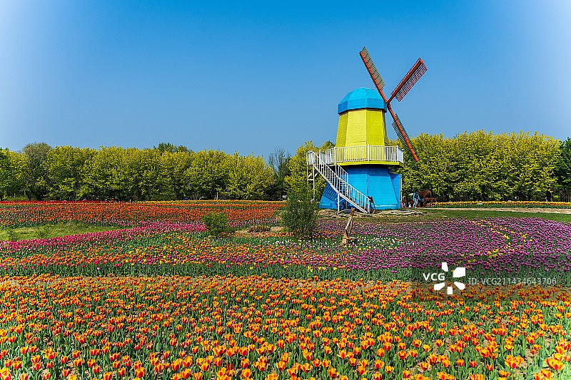 蓝天下的风车与郁金香图片素材