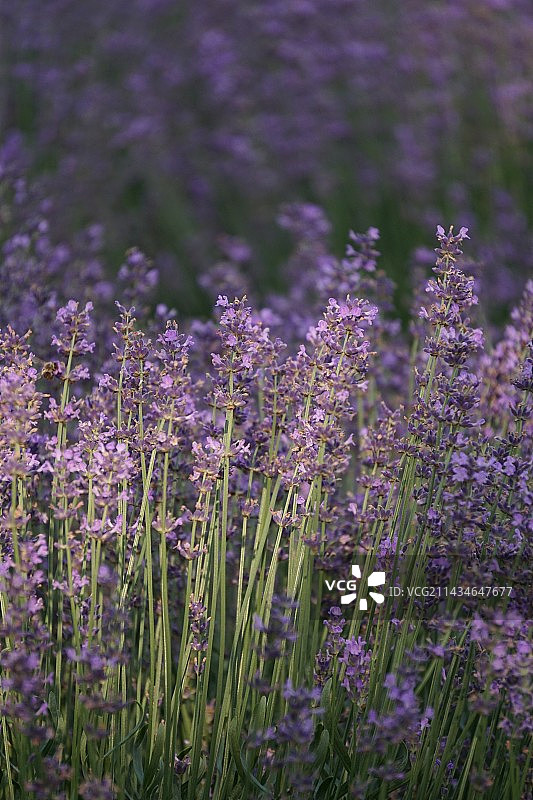 薰衣草图片素材