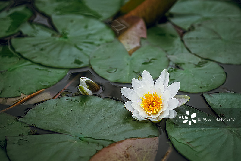 春日赏花图片素材