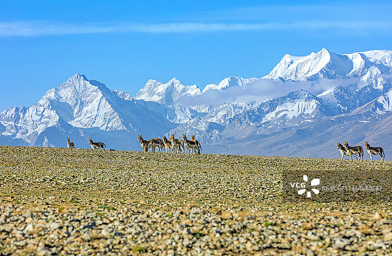 雪域精灵—藏野驴图片素材