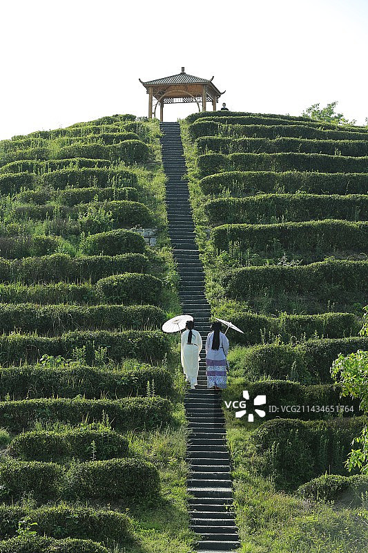 《茶仙子》图片素材