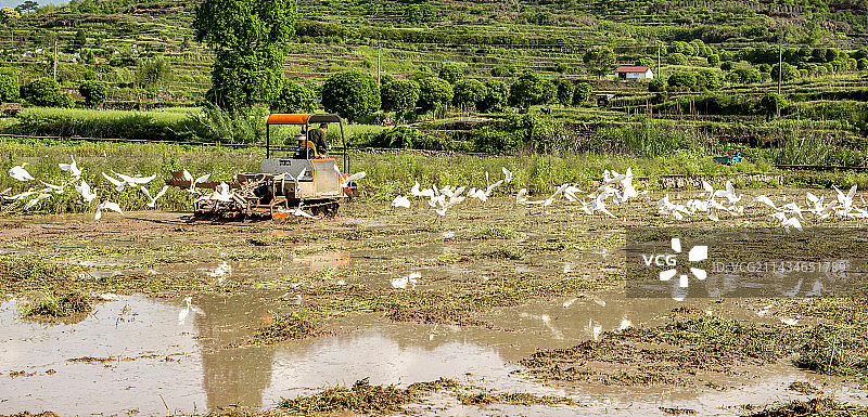 翩翩白鹭满田飞图片素材