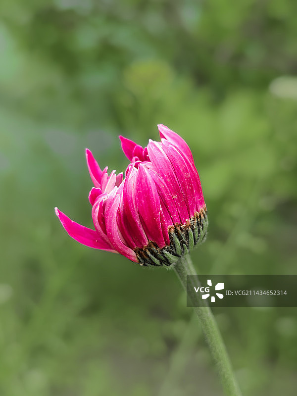 兰花指图片素材