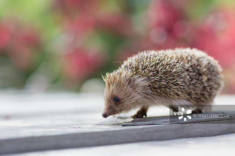 公园偶遇小刺猬图片素材