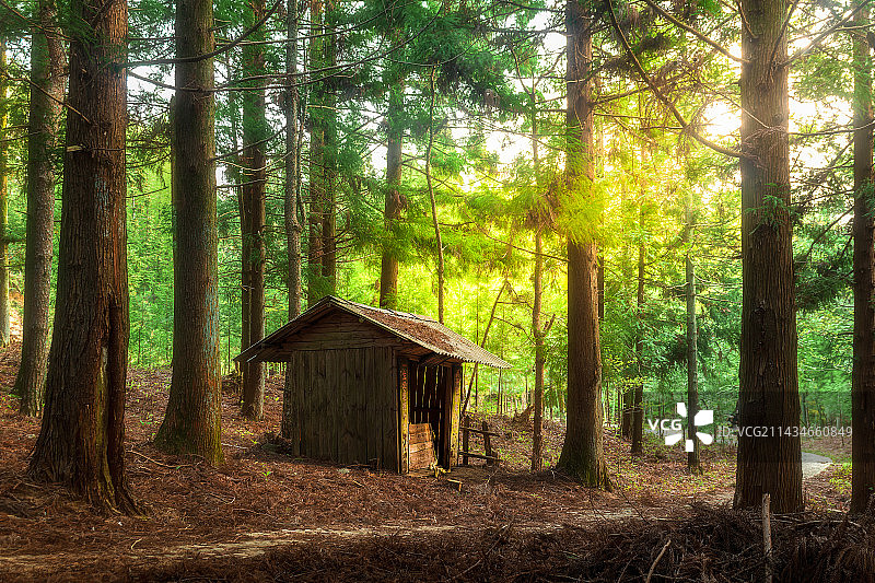 森林中生长的树木图片素材
