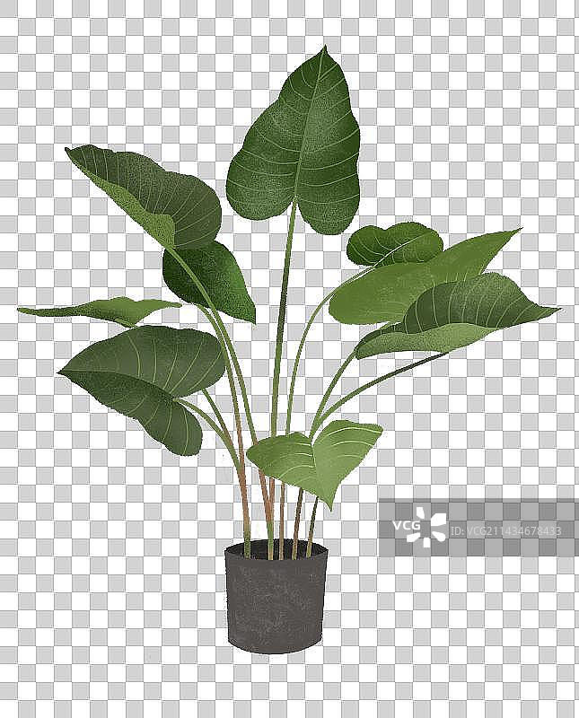 黑色背景下盆栽植物海芋的特写镜头图片素材