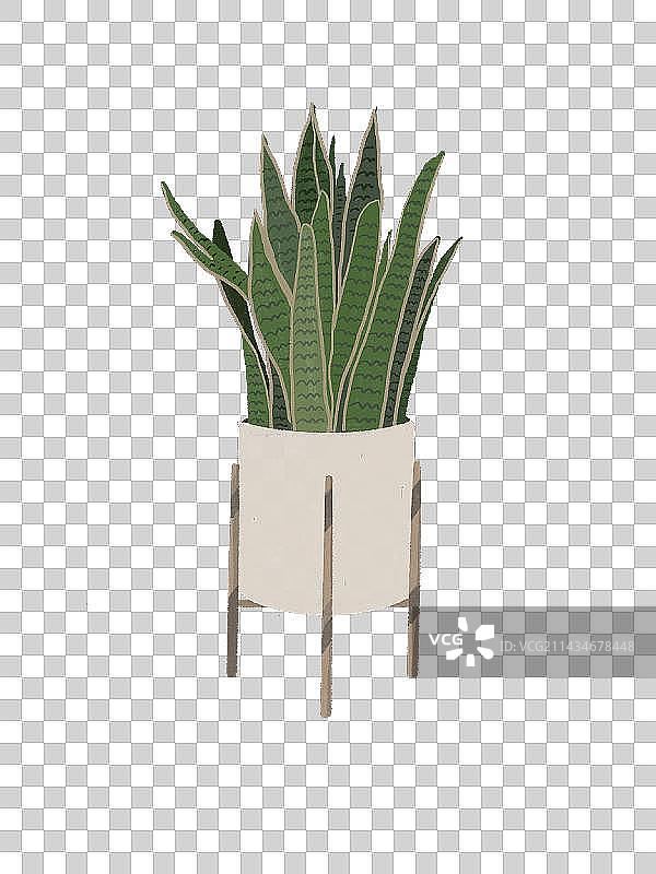 黑色背景下桌子上盆栽植物虎皮兰的特写镜头图片素材