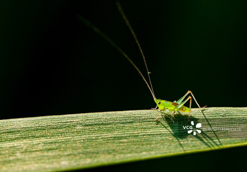 螽斯图片素材