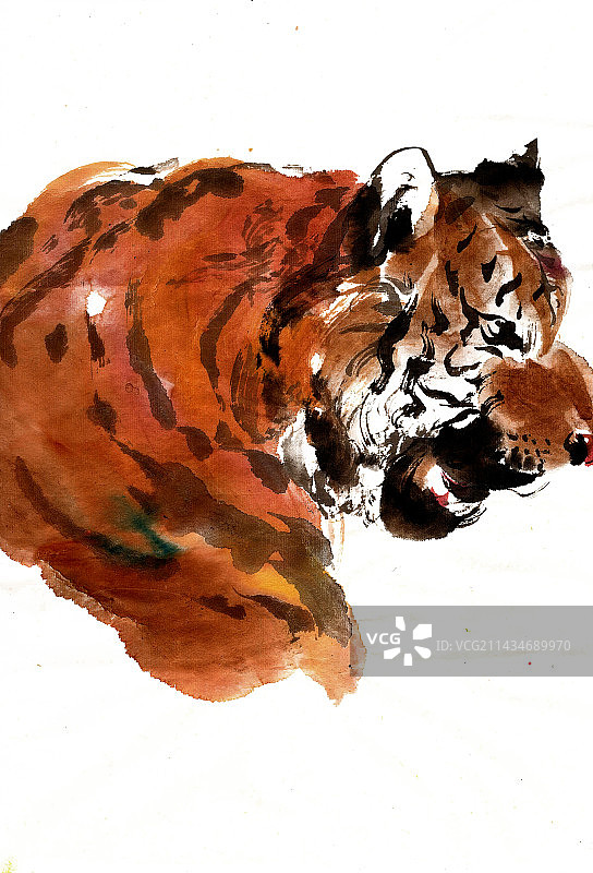 觅食的老虎图片素材