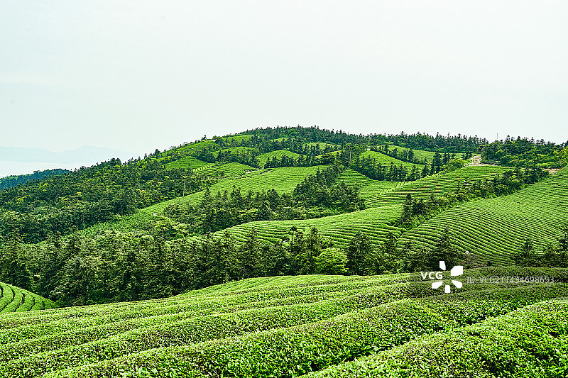 位于东钱湖畔的福泉山翠绿茶园图片素材