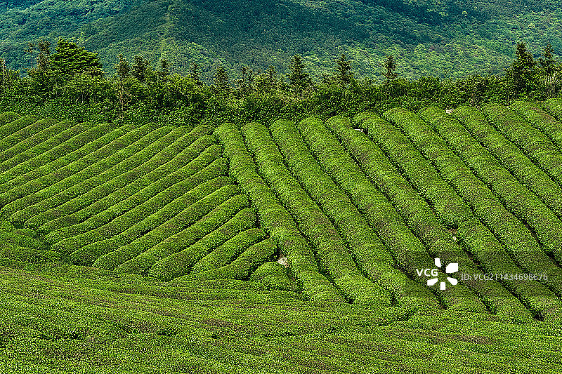 位于东钱湖畔的福泉山翠绿茶园图片素材