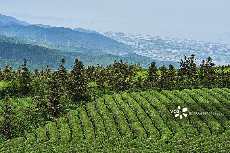 位于东钱湖畔的福泉山翠绿茶园图片素材