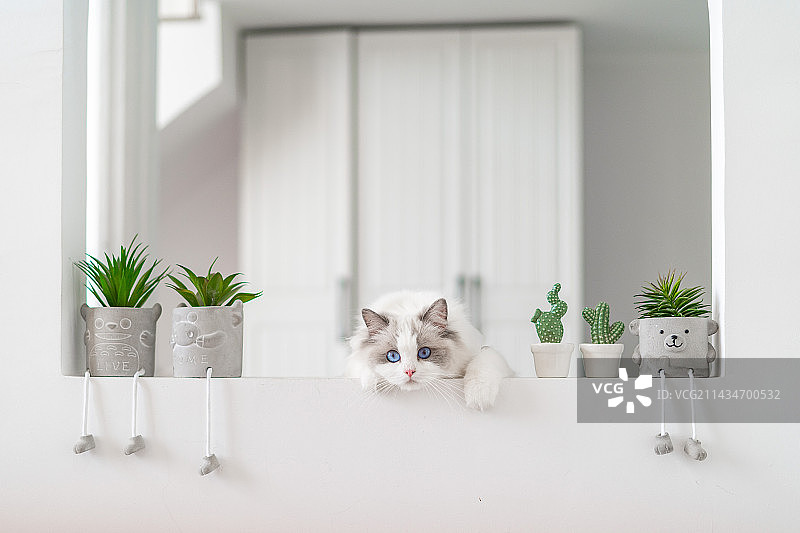 猫猫的日常图片素材