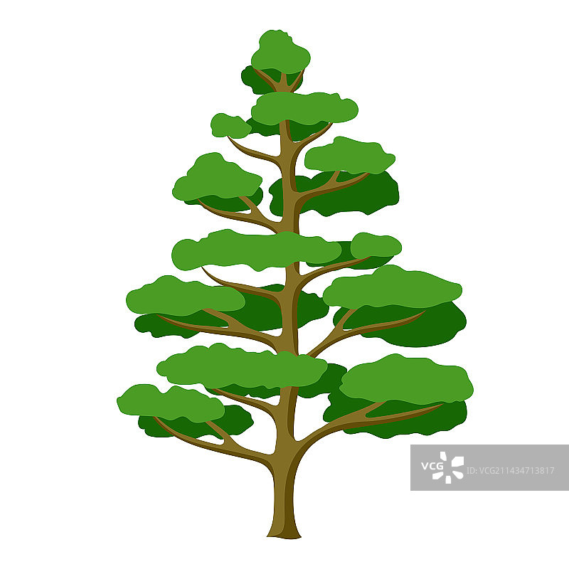 云杉树林或公园图片素材