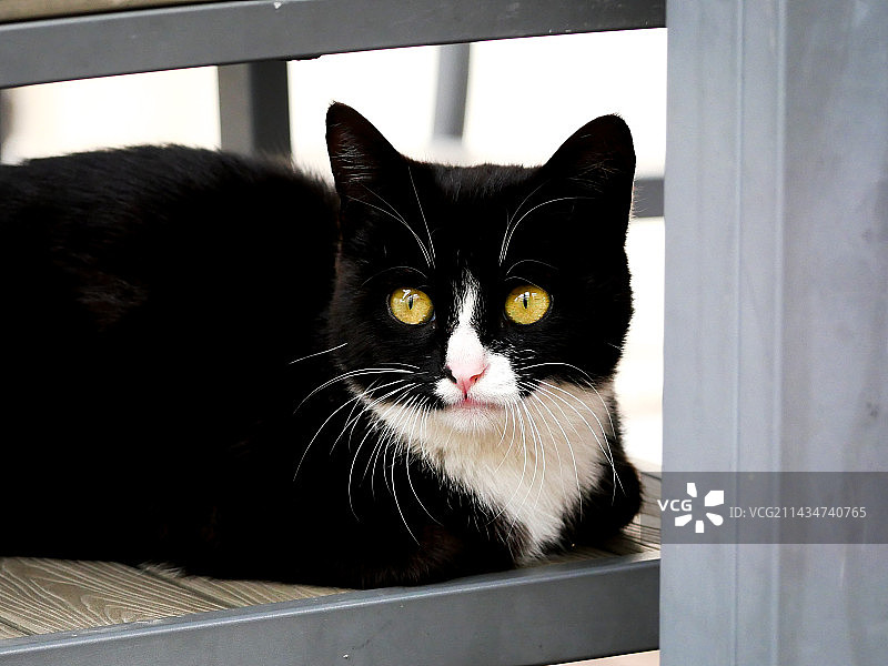 猫的特写肖像图片素材