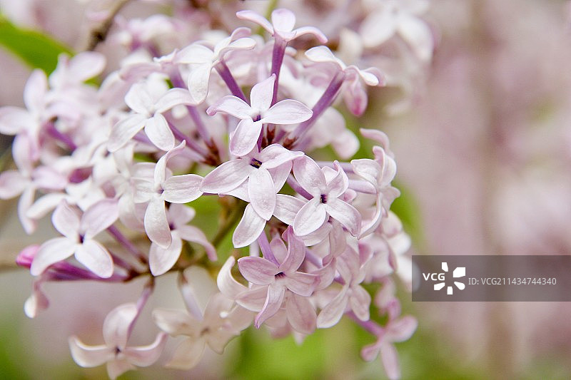 春天公园里绽放的浅紫色丁香花图片素材