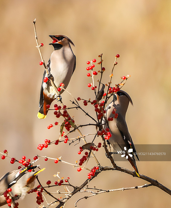 觅食红果——太平鸟-0942图片素材