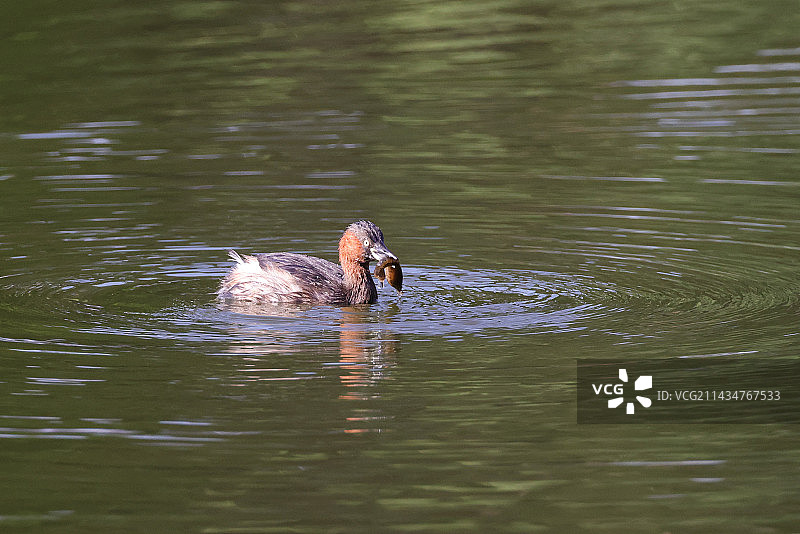 小鷿鷈图片素材