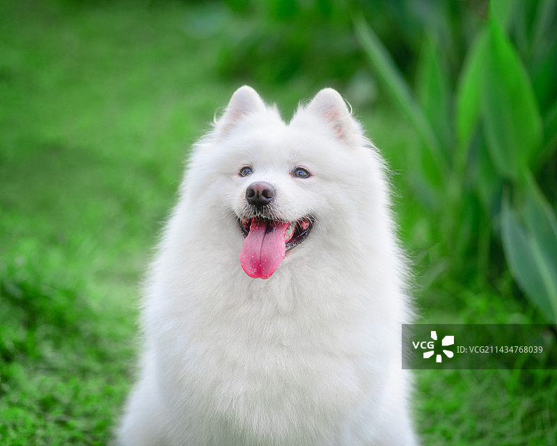 可爱的微笑天使萨摩耶图片素材