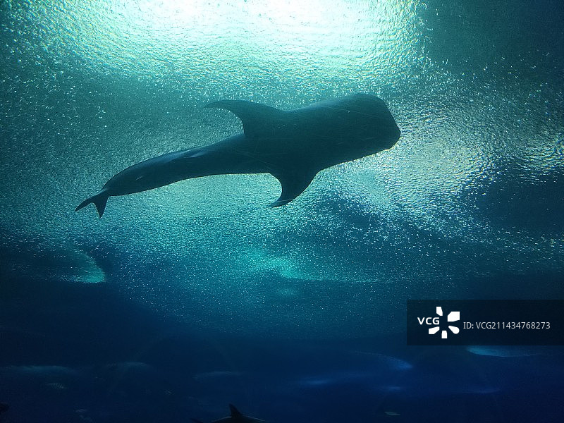 海洋馆的鲸 | whale图片素材