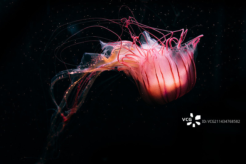 海洋探索图片素材