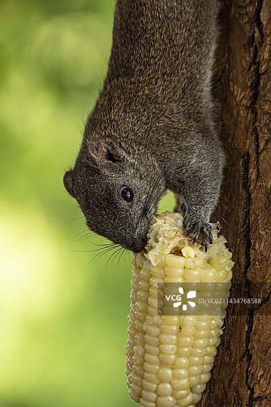 小松鼠吃玉米图片素材