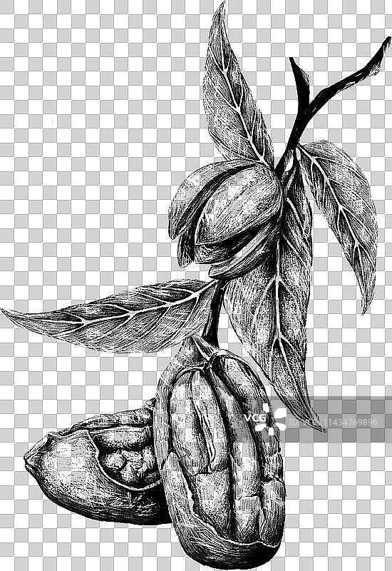 素描手绘碧根果图片素材