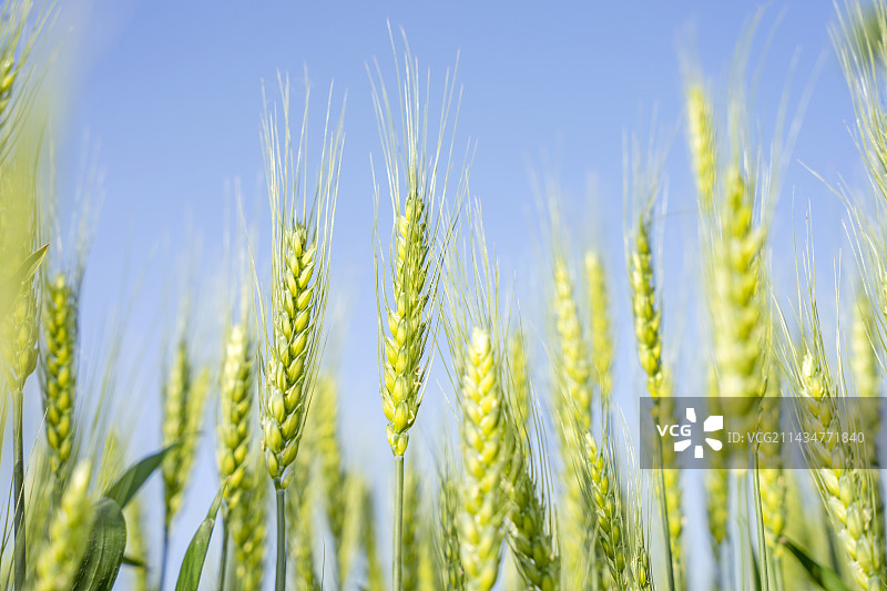 麦田里的麦穗特写图片素材