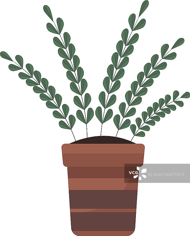 长花盆中的室内植物图片素材