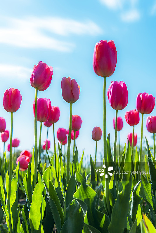 郁金香图片素材