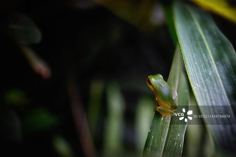 林·蛙图片素材