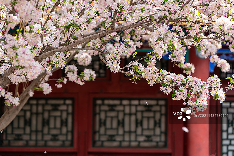 恭王府海棠图片素材