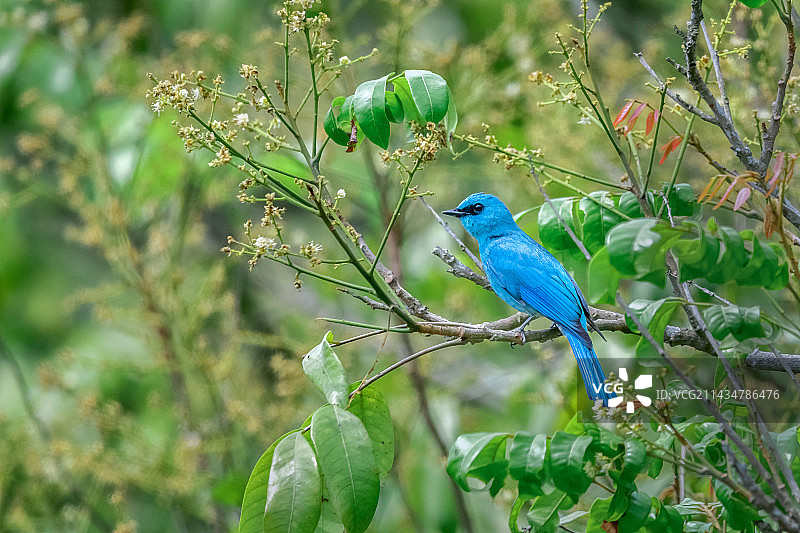 笨鸟不飞图片素材