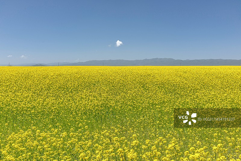 四川若尔盖县唐克镇油菜花海图片素材