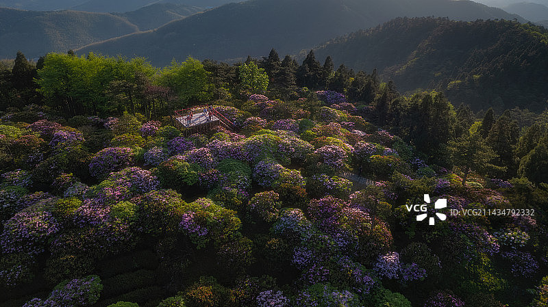 日落时刻的华顶森林公园的杜鹃林图片素材
