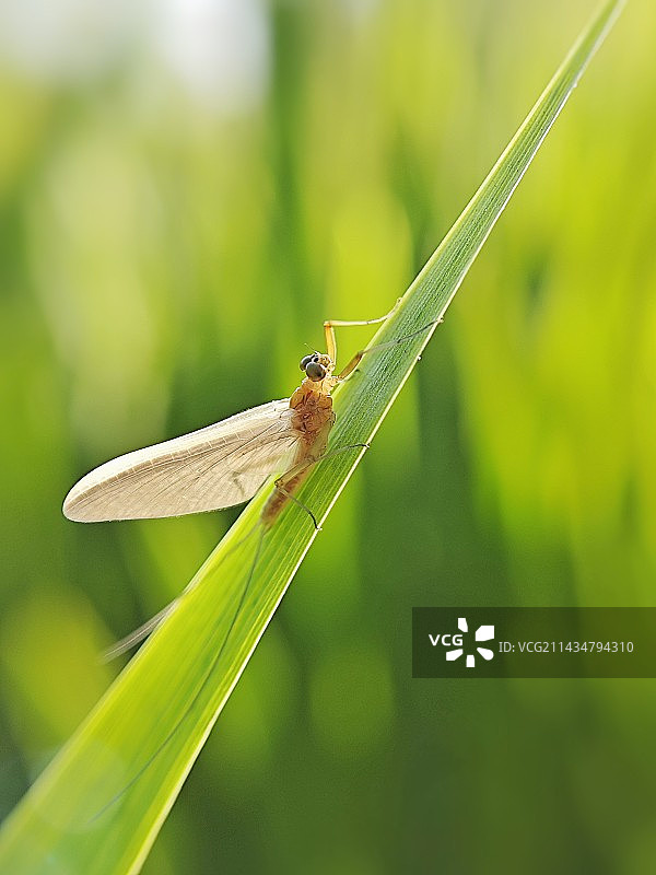 蜉蝣图片素材