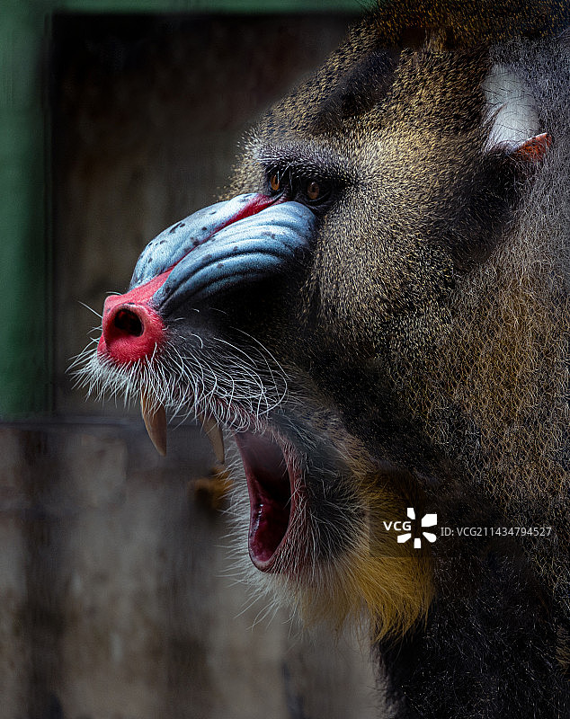 灵长类动物特写镜头图片素材