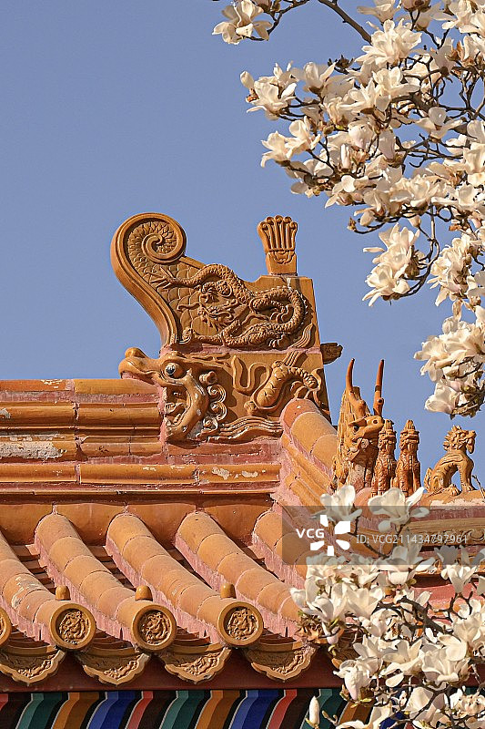 地坛玉兰图片素材