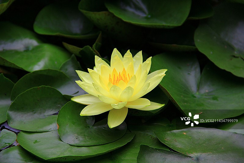 所睡莲品种展示优雅绽放睡莲图片素材