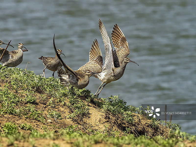 中杓鹬图片素材