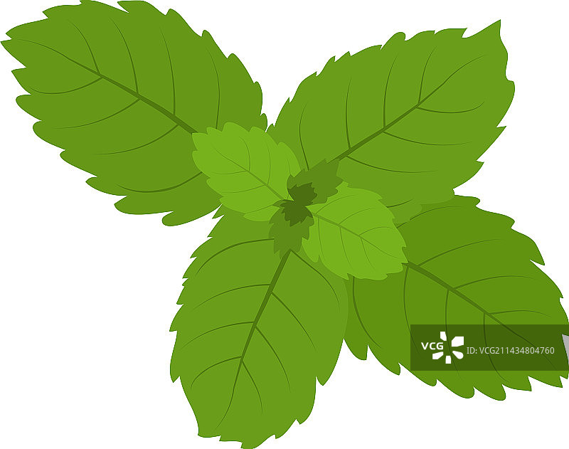 薄荷叶图标2.5D风格写实图片素材