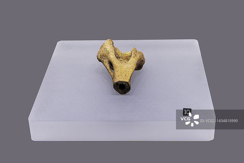 二里头夏都遗址博物馆，夏代，动物骨骼图片素材