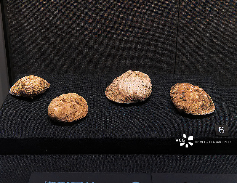 二里头夏都遗址出土文物，蚌图片素材