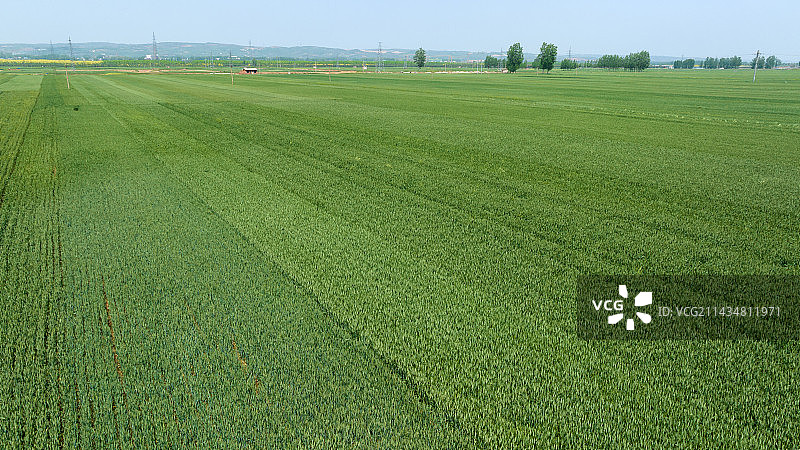 农村大片绿色麦田图片素材