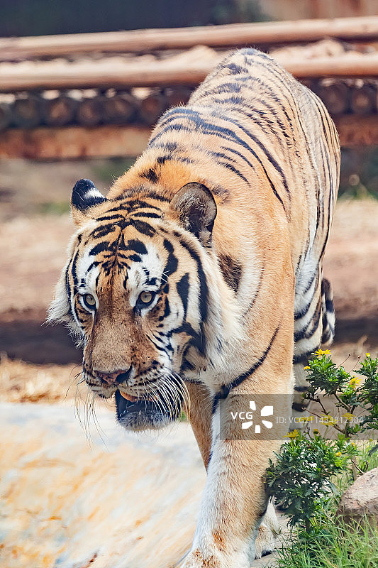 猛虎下山图片素材