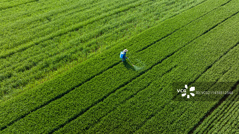农村大片绿色麦田里农民喷洒农药图片素材