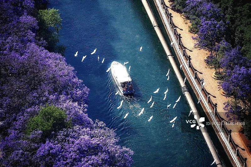 小船飘过蓝花楹图片素材