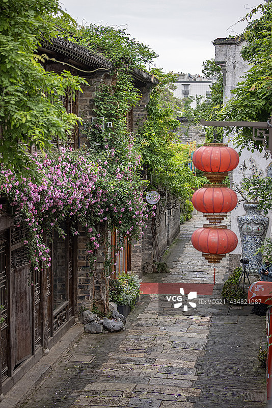 老门东的蔷薇开了图片素材